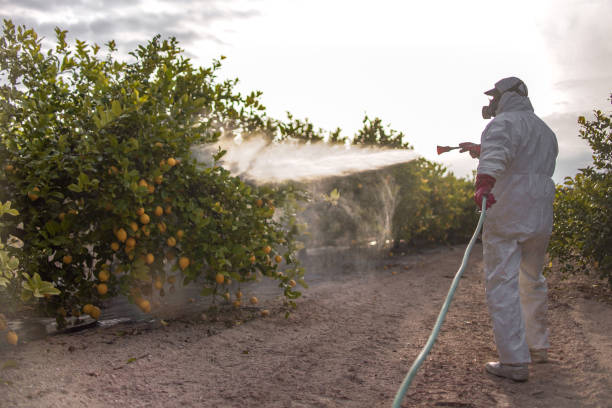 Best Ant Control Services  in Vero Beach South, FL
