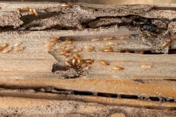 Best Emergency Pest Control  in Vero Beach South, FL